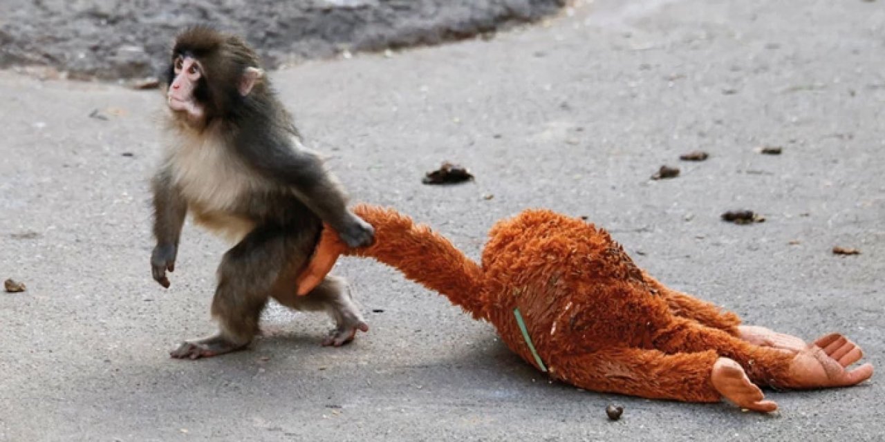 Punch öldü mü? Yavru maymun Punch öldü mü? Punch yaşıyor mu?