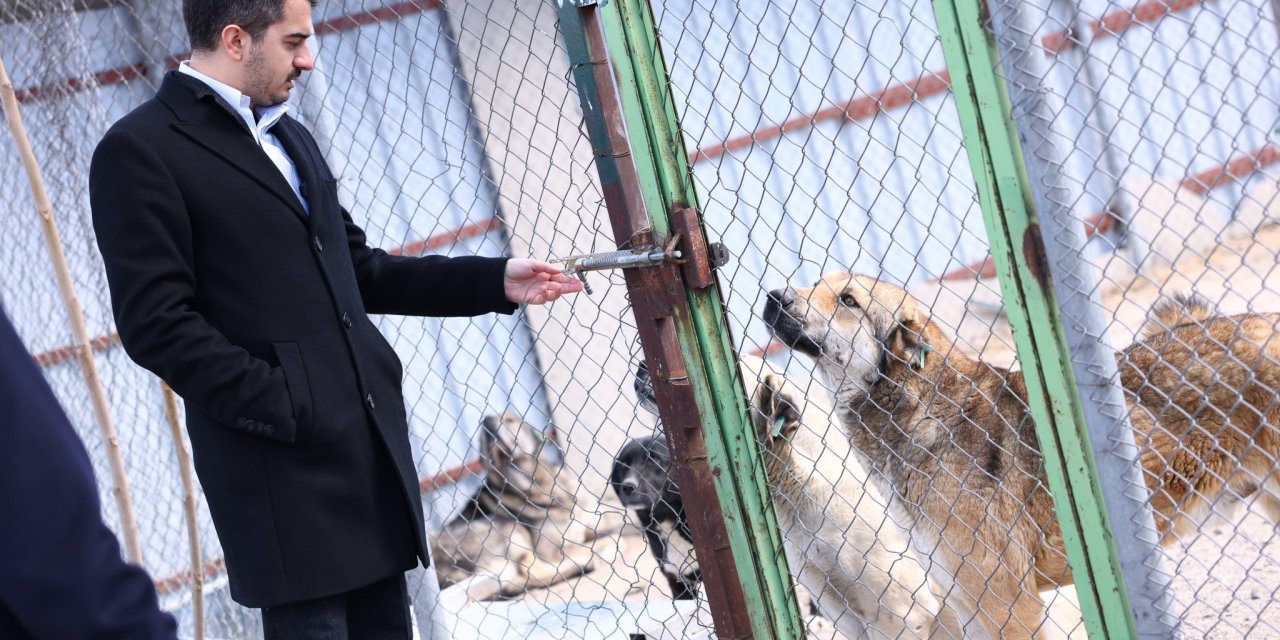 Çankaya Belediyesi’nin köpek bakımevi büyütüldü