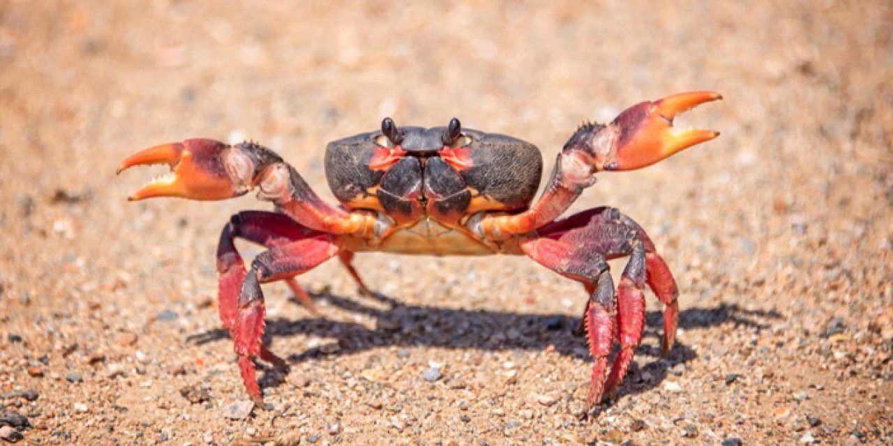 Yengeç yenir mi? Yengeç haram mı? Yengeç çiğ yenir mi?