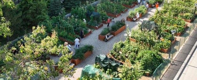 Kentin ortasında toprakla buluşma: Mutlukent Kent Bostanı’nda eğitim programı düzenlendi