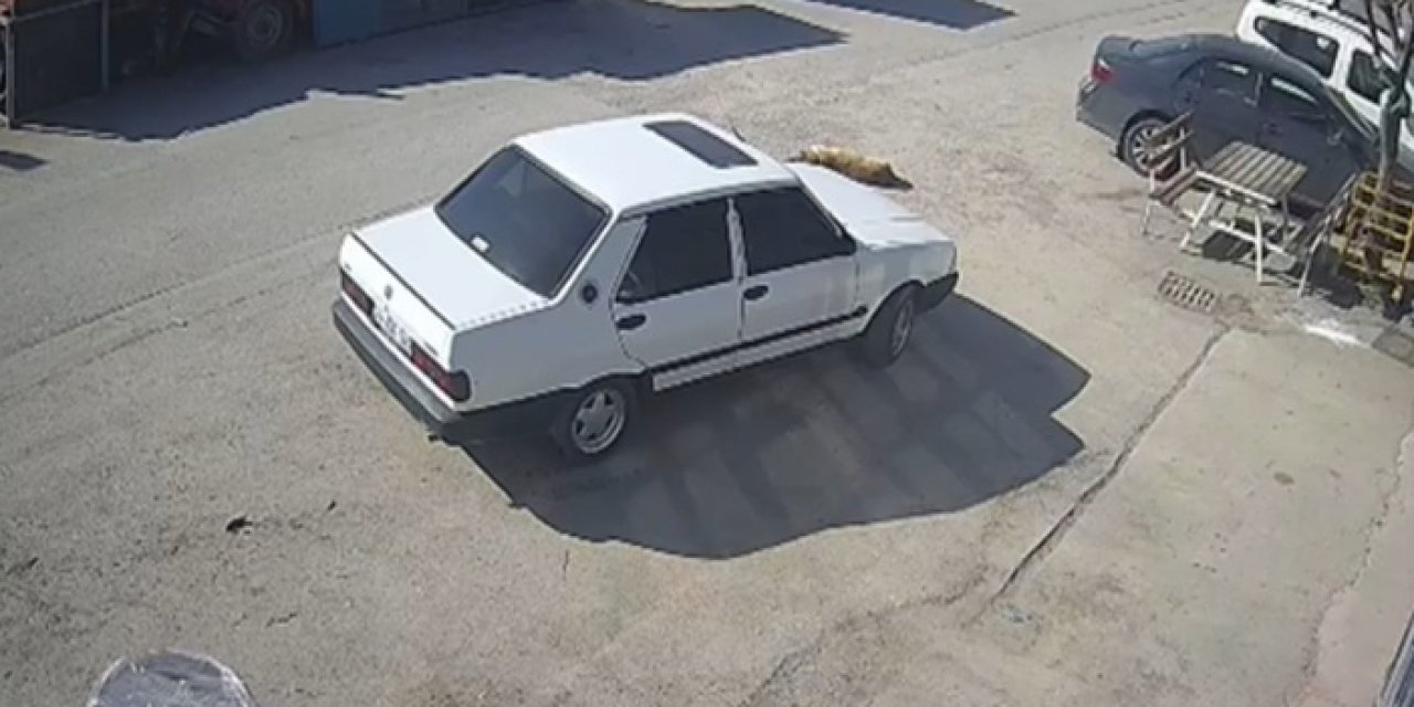 Yerde Yatan Köpeği Görmedi, Üzerinden Geçti!