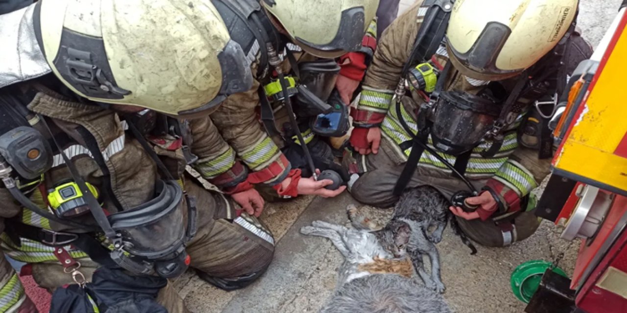 Ankara'da yangından etkilenen kediler kalp masajı ve oksijenle hayata döndürüldü