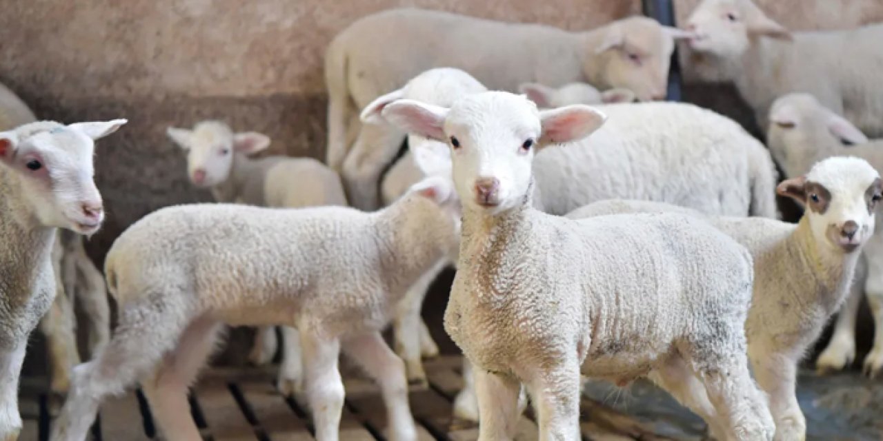 Başkent’te üreticiye destek hamlesi: Veteriner giderlerine katkı sağlanacak