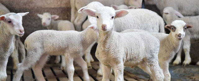 Başkent’te üreticiye destek hamlesi: Veteriner giderlerine katkı sağlanacak