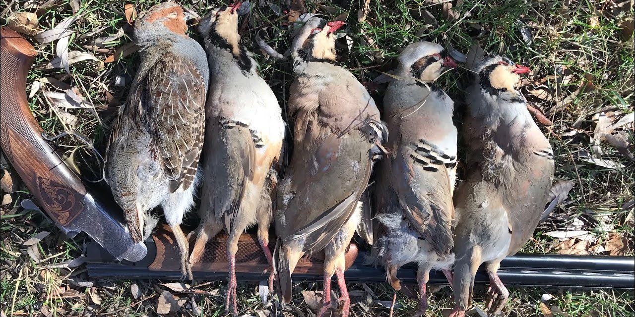 Keklik avlamak yasak mı? Keklik avlamanın cezası ne?
