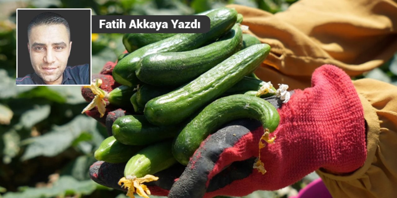 Çubuk’ta salatalık üreticileri endişeli