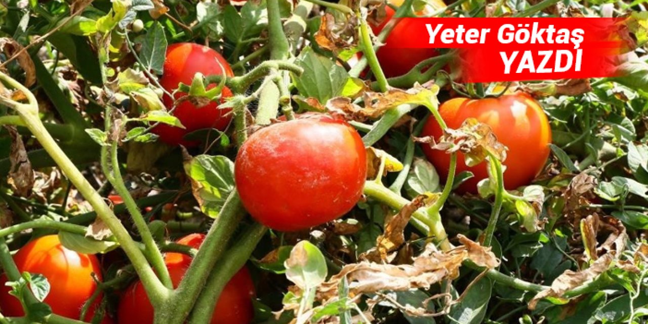 Ayaş domatesi fidesi ne zaman dikilir?