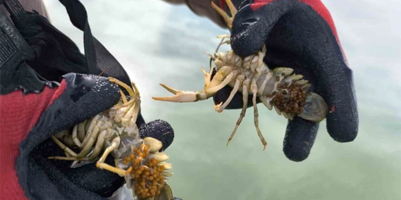 Kırşehir’de kaçak balık avlayan şüpheliye dev ceza