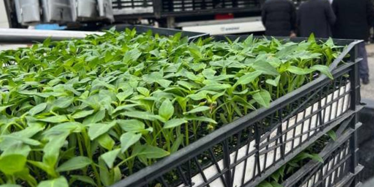 Başkentte 4 ilçeye erkenci fide dağıtımı yapılacak