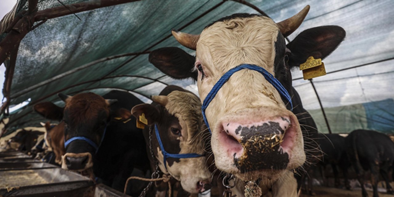 Kurbanlık piyasasında ilk fiyatlar belli oldu: Büyükbaş 180 bin TL’den başlıyor