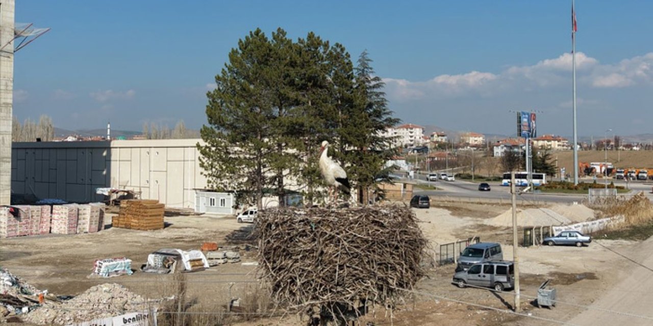 Çubuk’ta Bahar Müjdesi: Gökyüzünün Misafirleri Yuvalarına Kavuştu