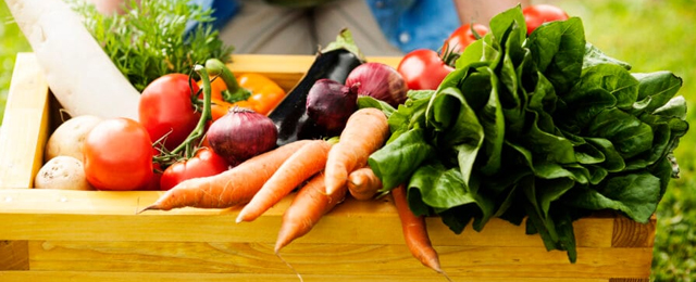 Başkentte organik tarım atağı: Eğitim programı başlıyor