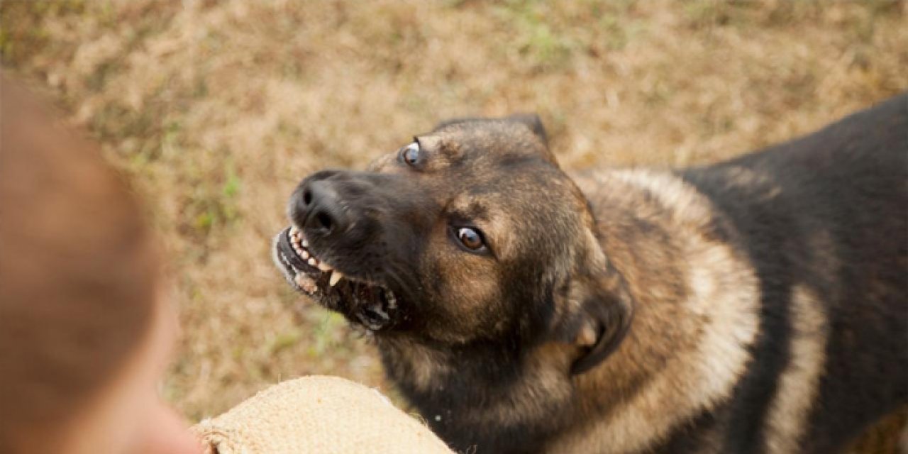 Türkiye genelinde sokak hayvanlarının yüzde 75'i toplandı