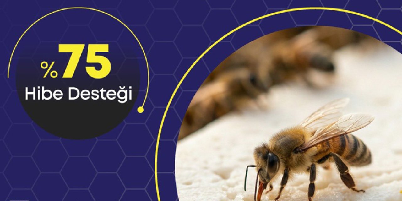 Başkent’te arıcılık destekleri başladı