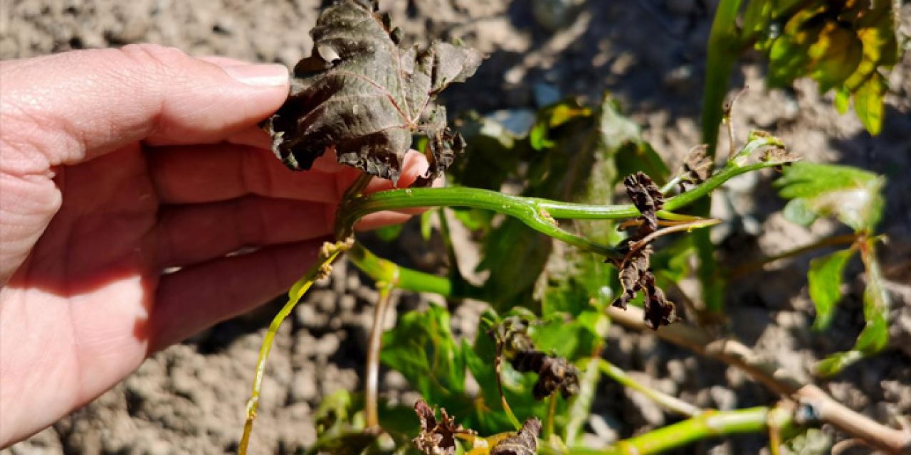 Yurdun kuzey ve iç kesimlerinde zirai don riski!