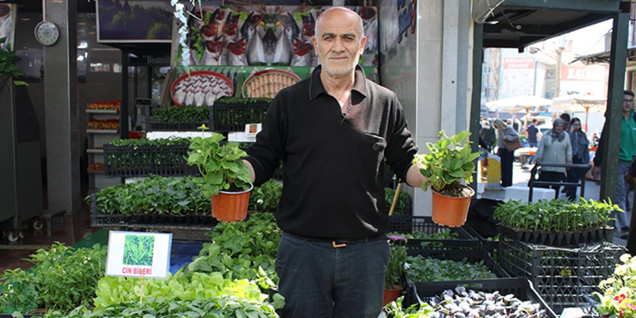 Yazlık fide sezonu başladı: Sebze fidesi 20, meyve 30 TL