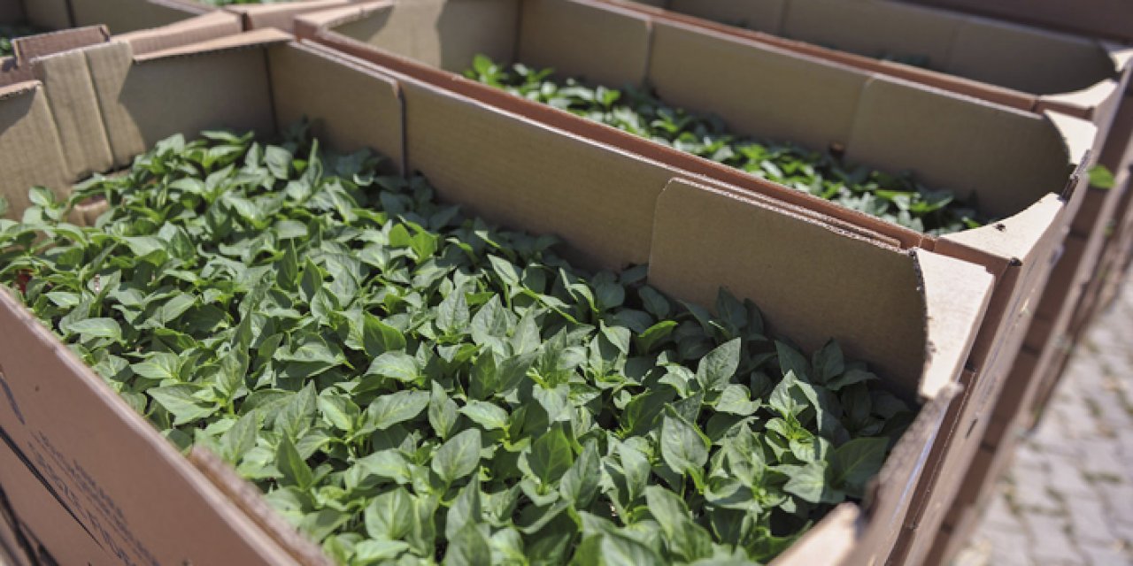 Başkent’te tarıma destek hamlesi: %50 hibe başvuruları yarın başlıyor