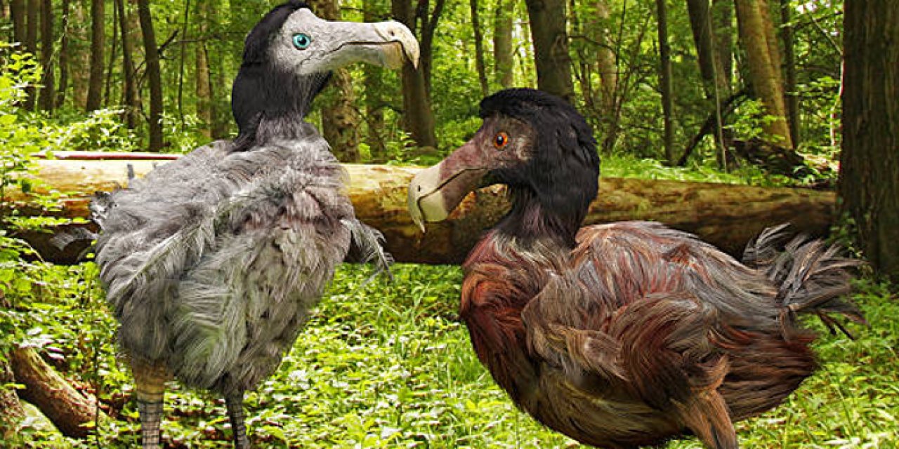 Dodo kuşunun nesli tükendi mi?