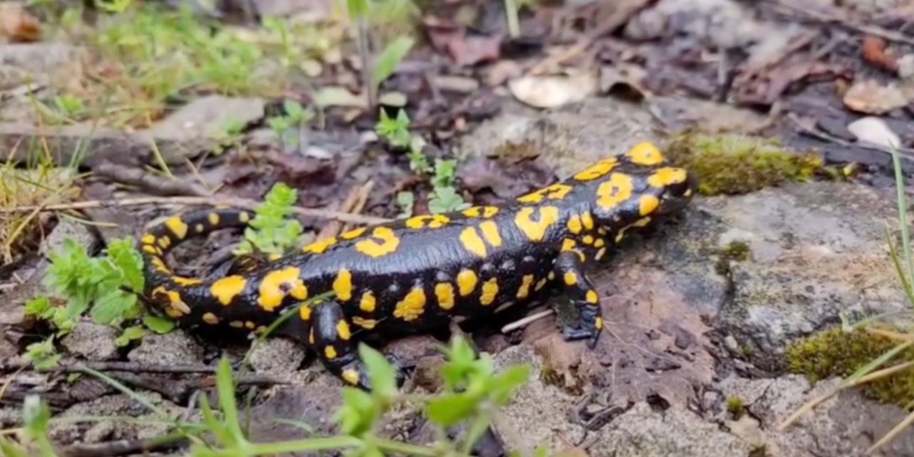 Kemaliye'de benekli semender görüldü