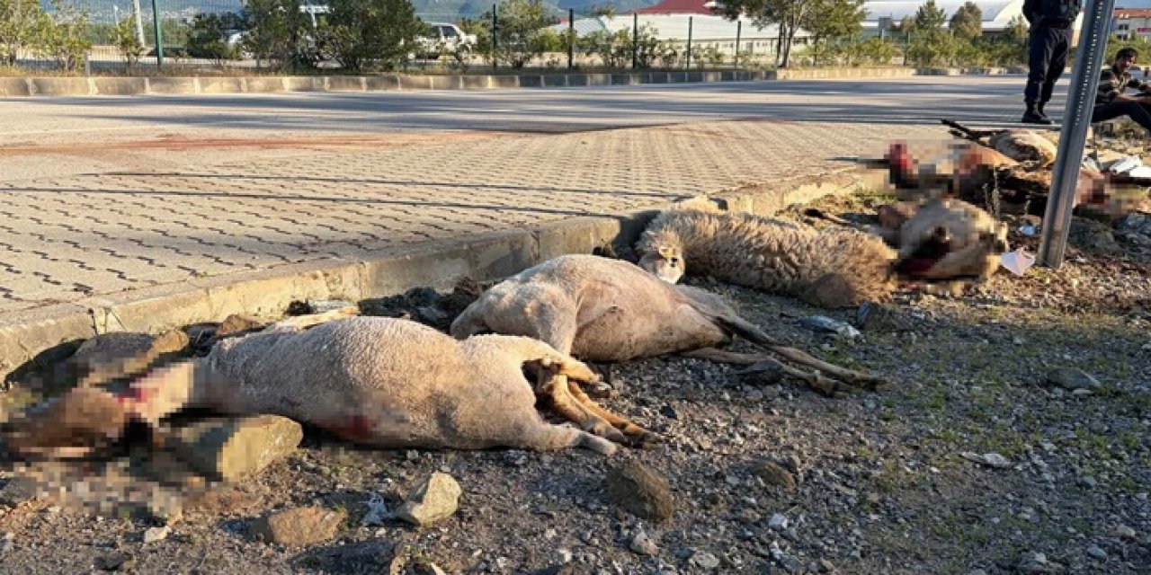 Motosiklet koyun sürüsünün arasına daldı: 8 koyun can verdi