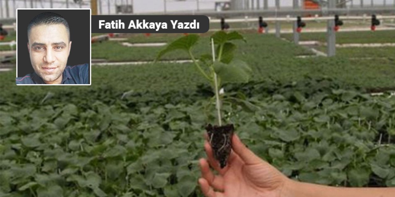 Ankara’da fide fiyatları