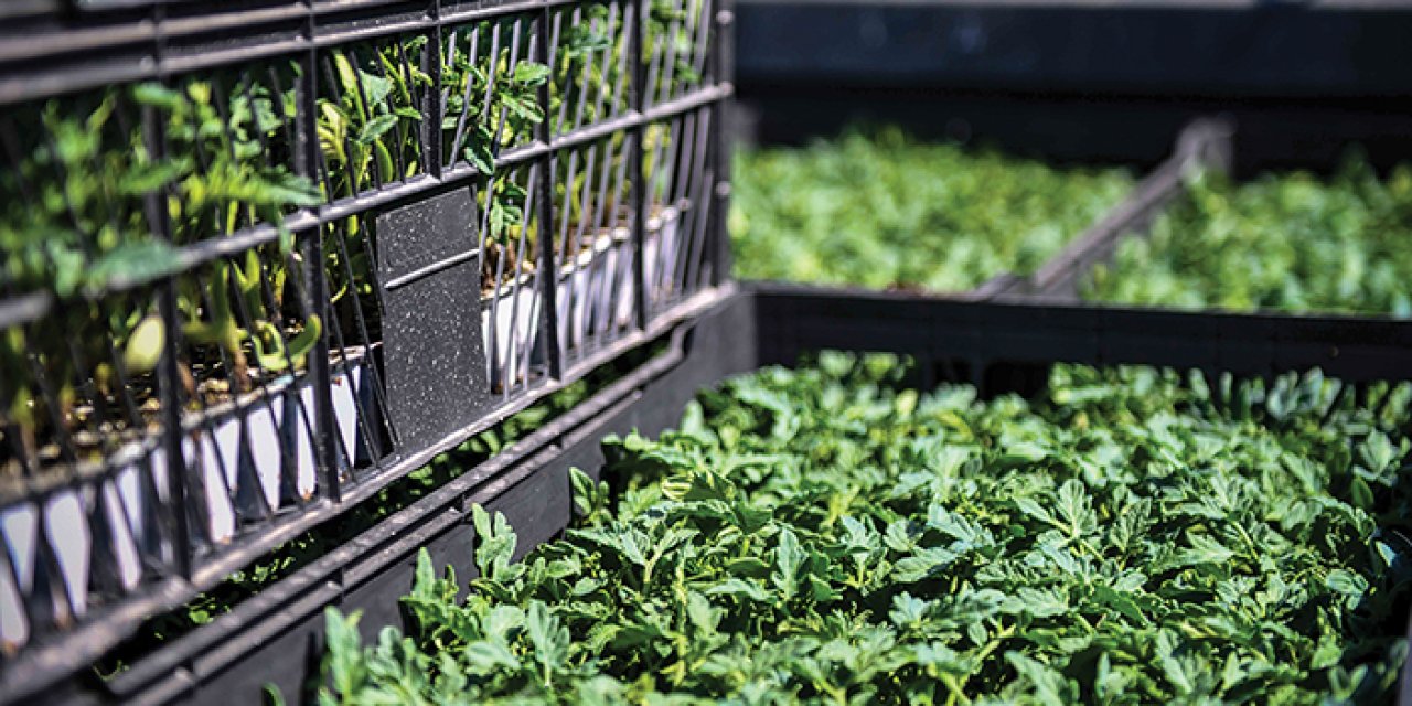 Ankara’da çiftçiye fide desteği: Yerli üretime katkı artırılıyor