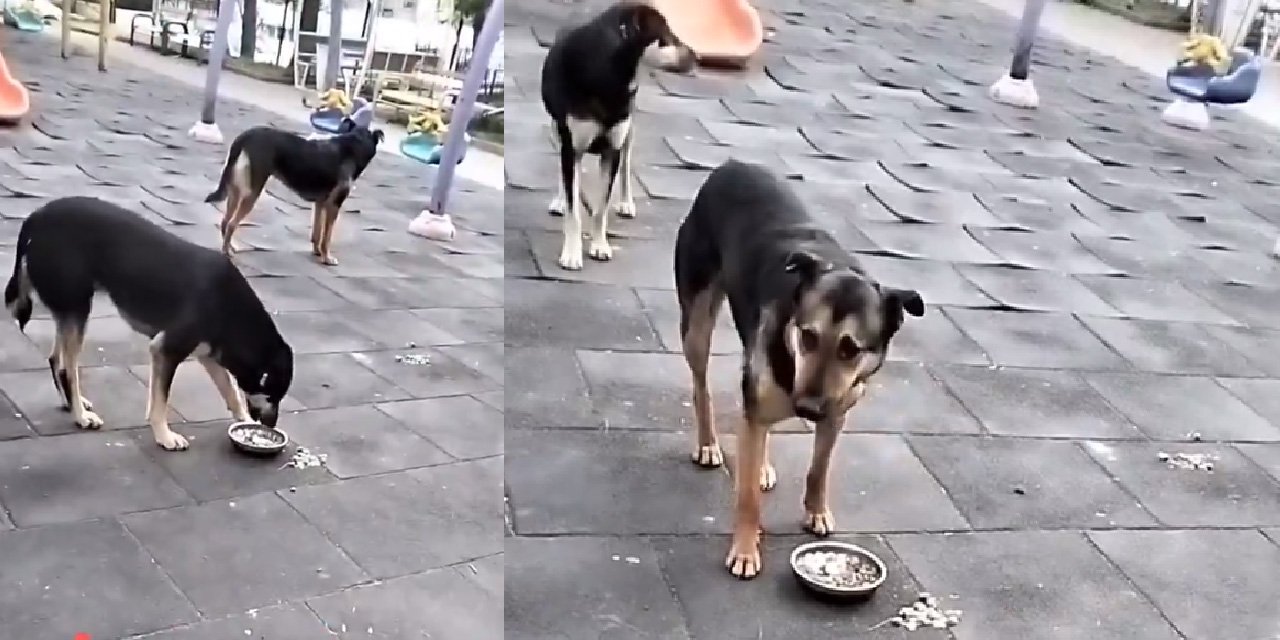 Mamak’ta parkta köpek beslenmesi tepki çekiyor