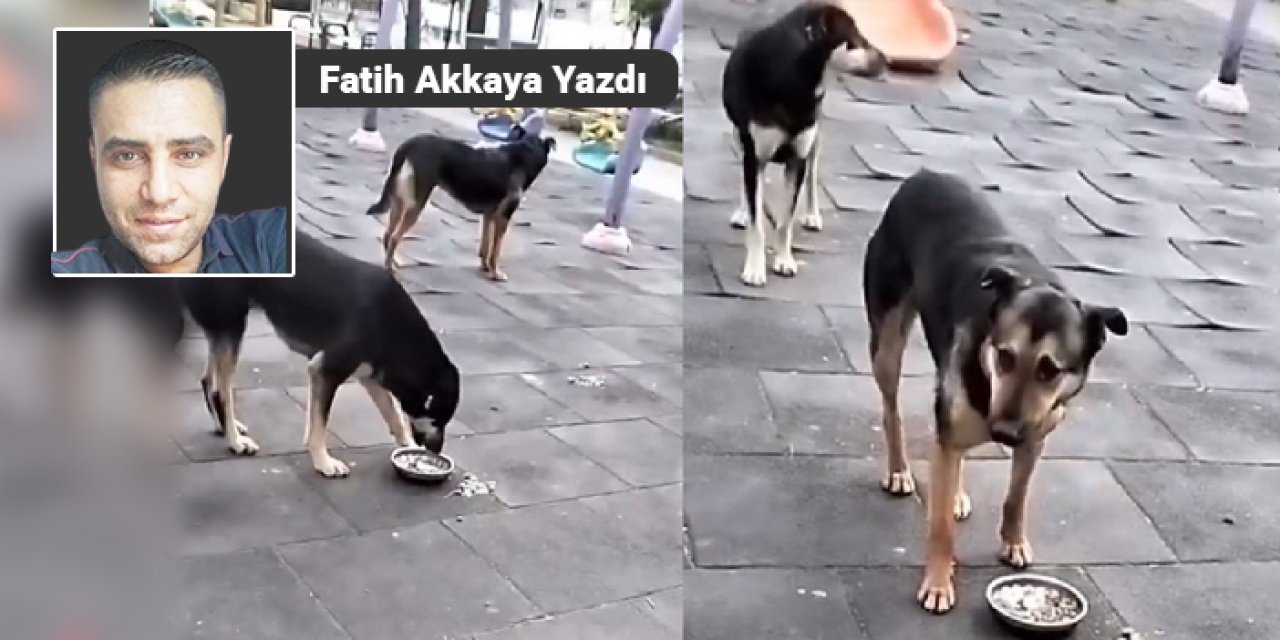 Parklara çocukları almayalım o zaman