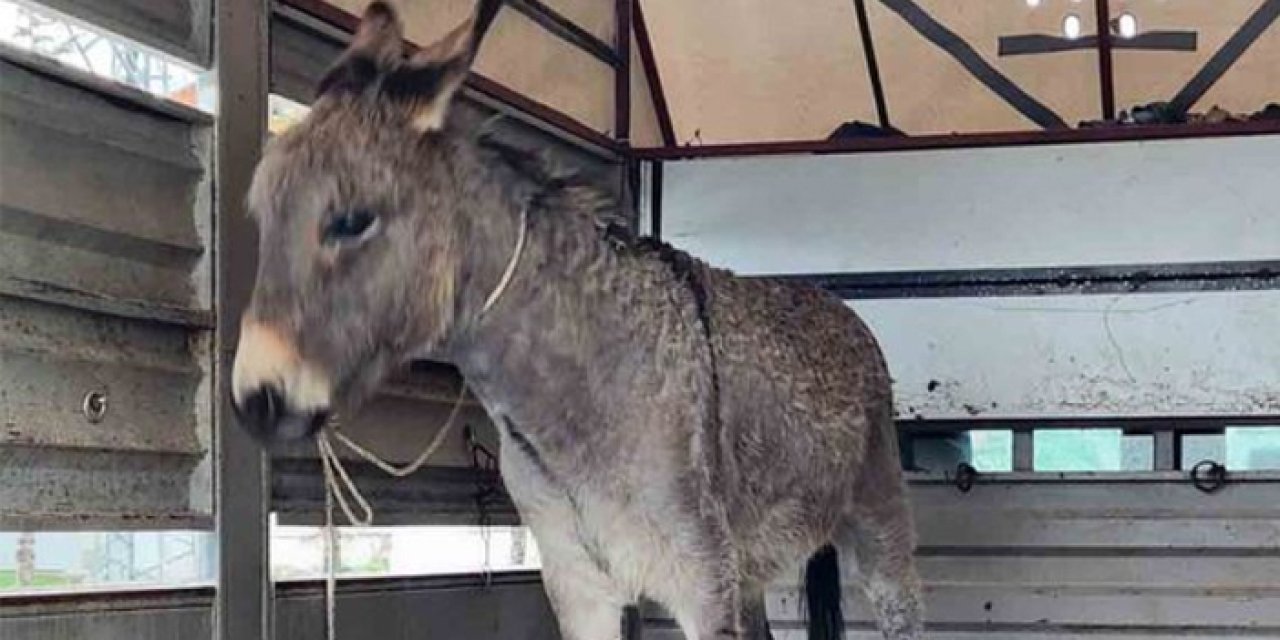 Eşekten düşen 12 yaşındaki çocuk yaşamını yitirdi