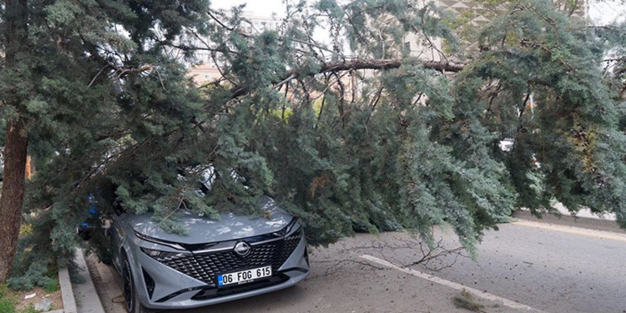 Çankaya'da şiddetli rüzgar sebebiyle araçların üzerine ağaç devrildi