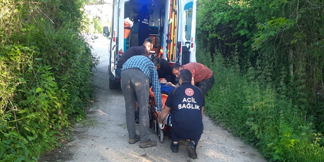 Kastamonu’da bal arısı hastanelik etti