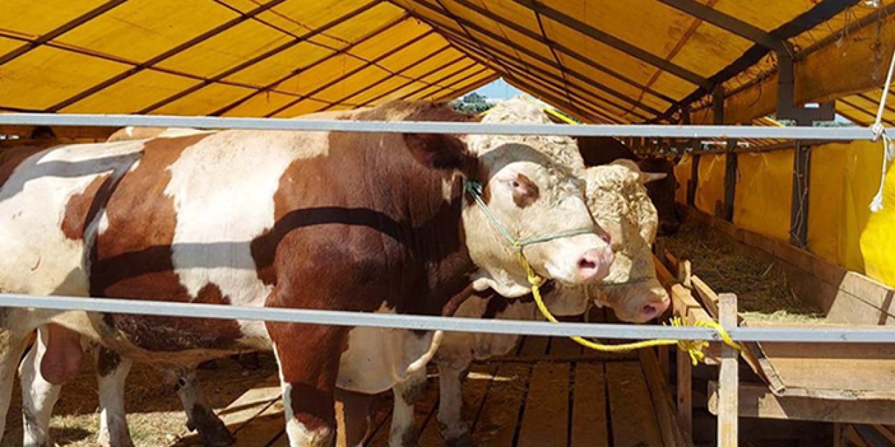 Ankara'da kurbanlık dana kaçtı, vatandaşlar kovaladı