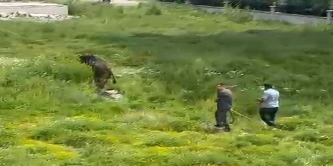 Kesimden kaçan kurbanlık boğa zor anlar yaşattı