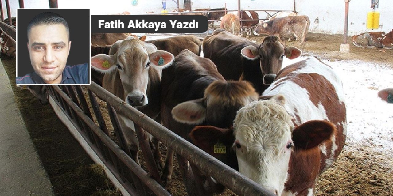 Kurbanlık ve vergi