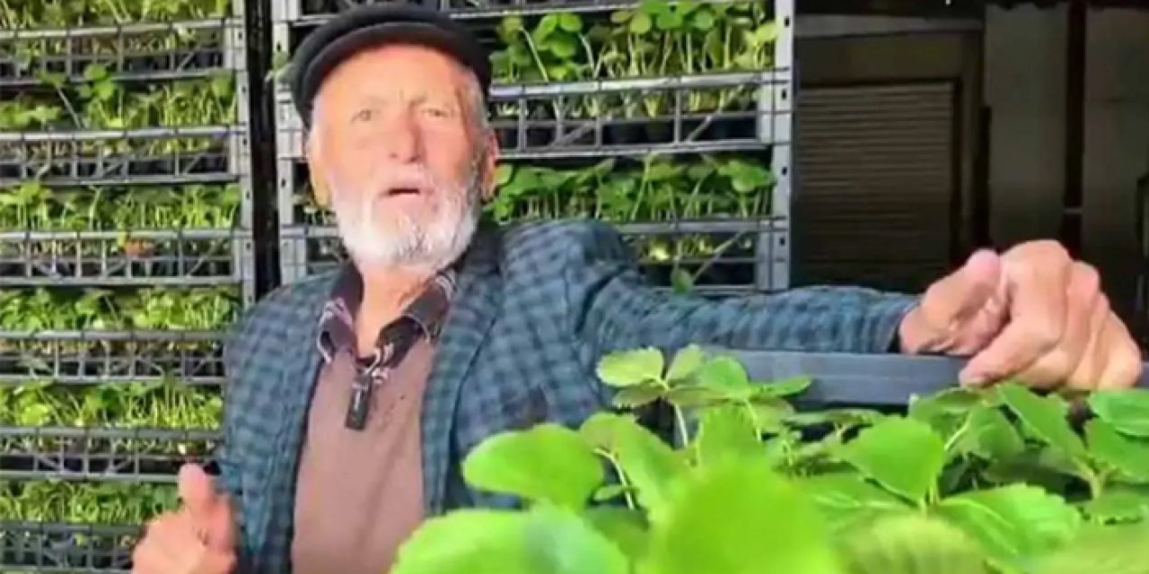 Toprağa can suyu! Kızılcahamam’da üreticiye çilek fidesi desteği