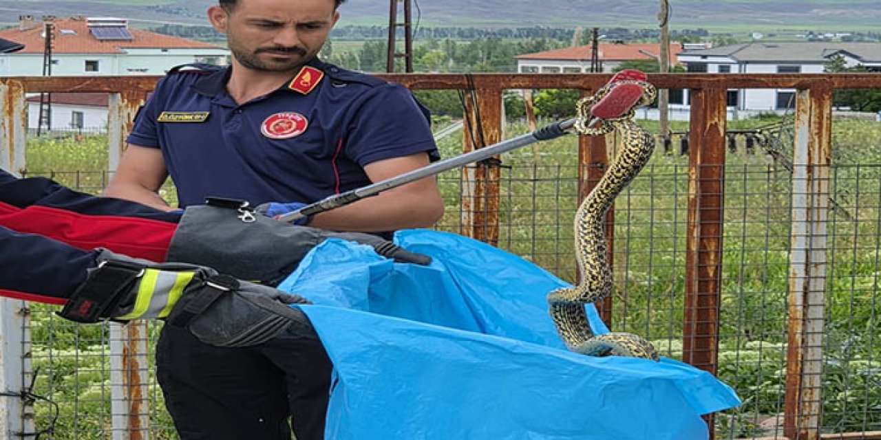 Bahçeye giren 2 metrelik yılan girdi