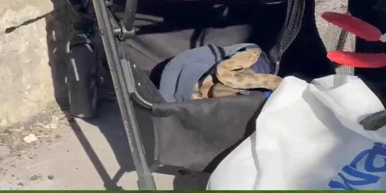 Şanlıurfa'da bebek arabasına yılan girdi