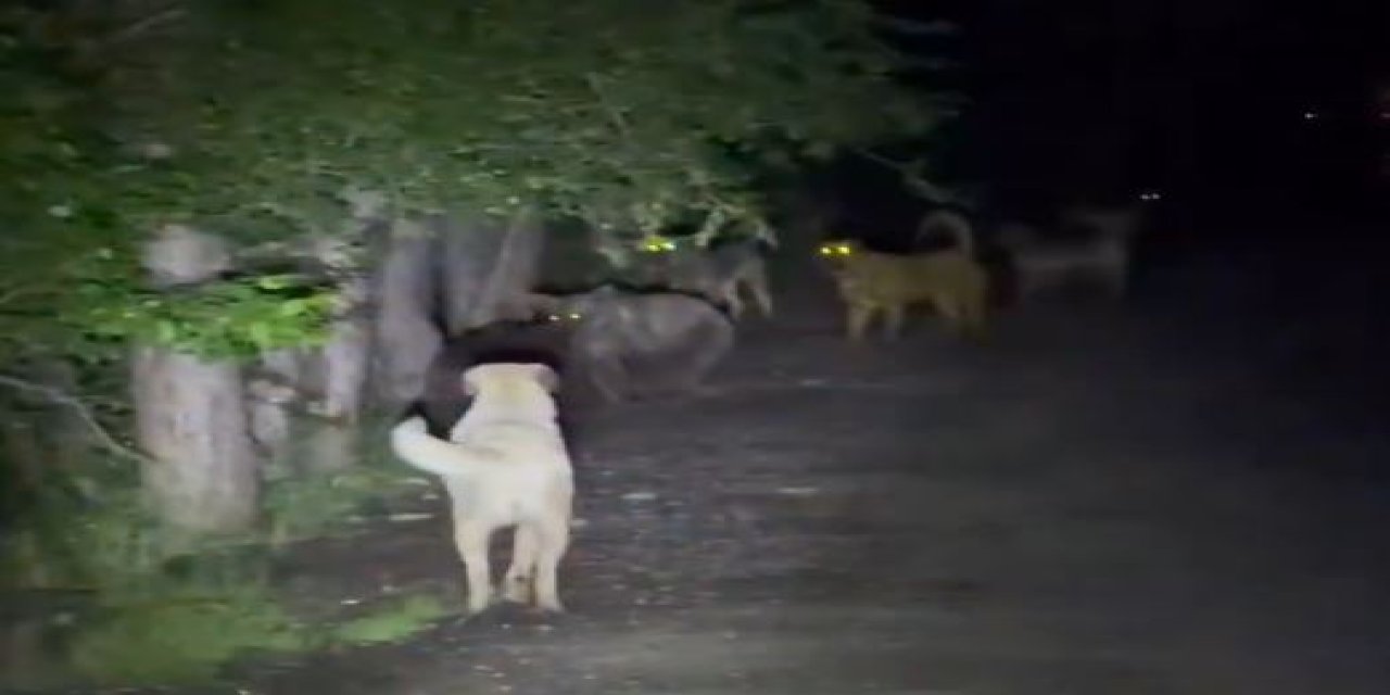 Soğuksu'da köpeklerle ayılar karşı karşıya geldi