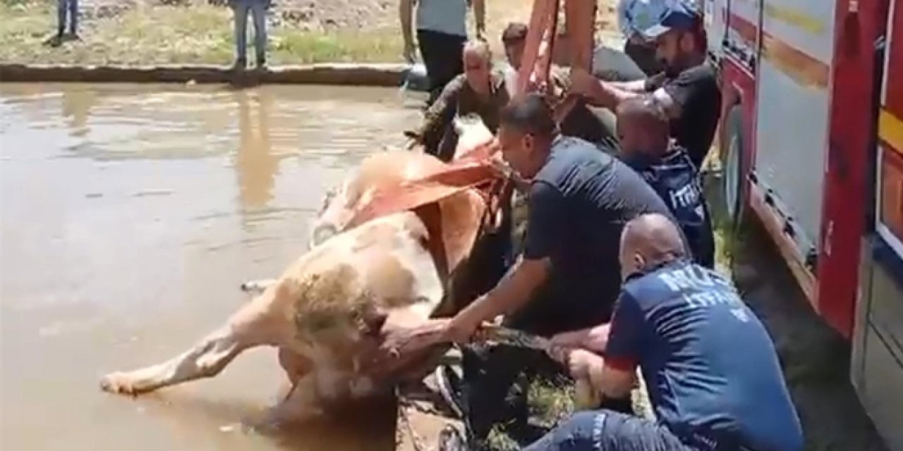 Sulama havuzuna düşen inek itfaiye ekiplerince kurtarıldı