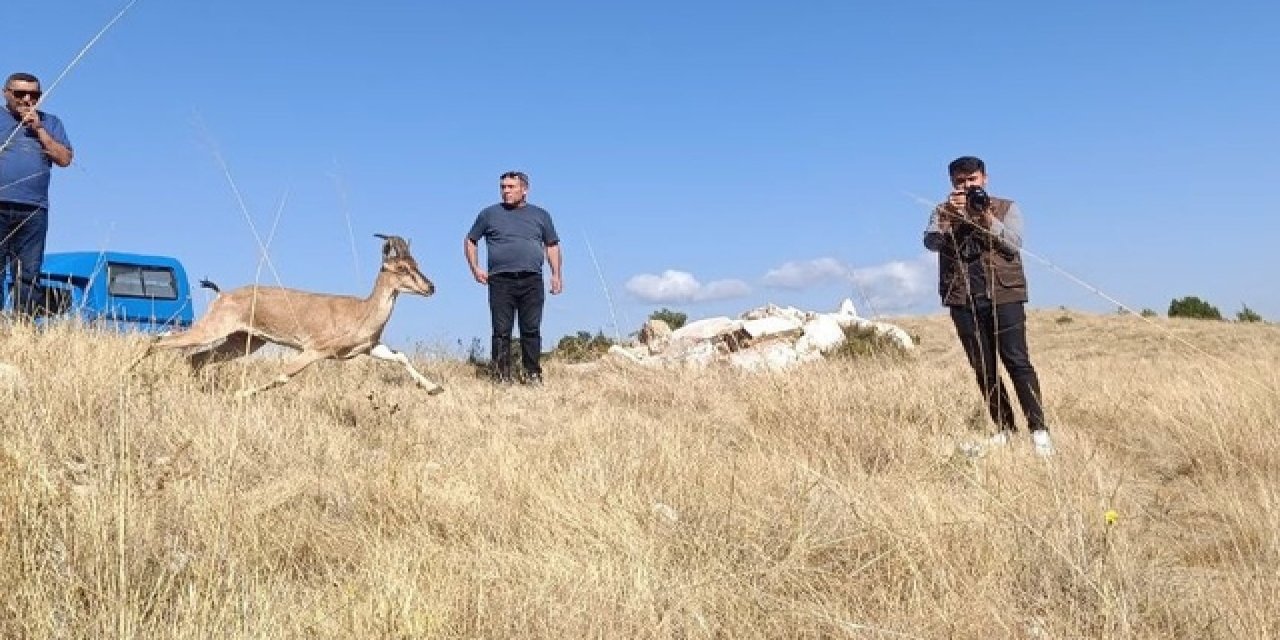 Yozgat'ta Evin Çatısında Dağ Keçisi Görüntülendi