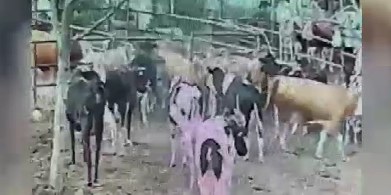 Kaman’ın köyünde kurt dehşeti: Anbean kameraya yansıdı