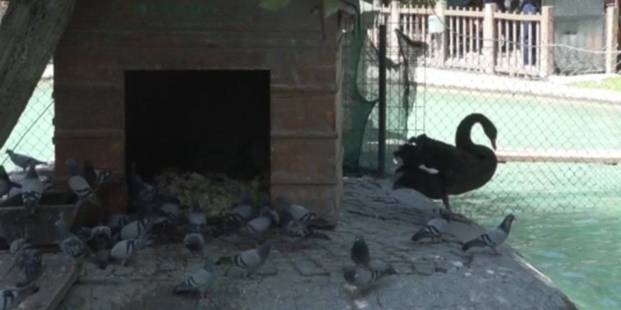 Kuğulu Park'ta heyecanlı bekleyiş! Yeni yavrular için geri sayım başladı