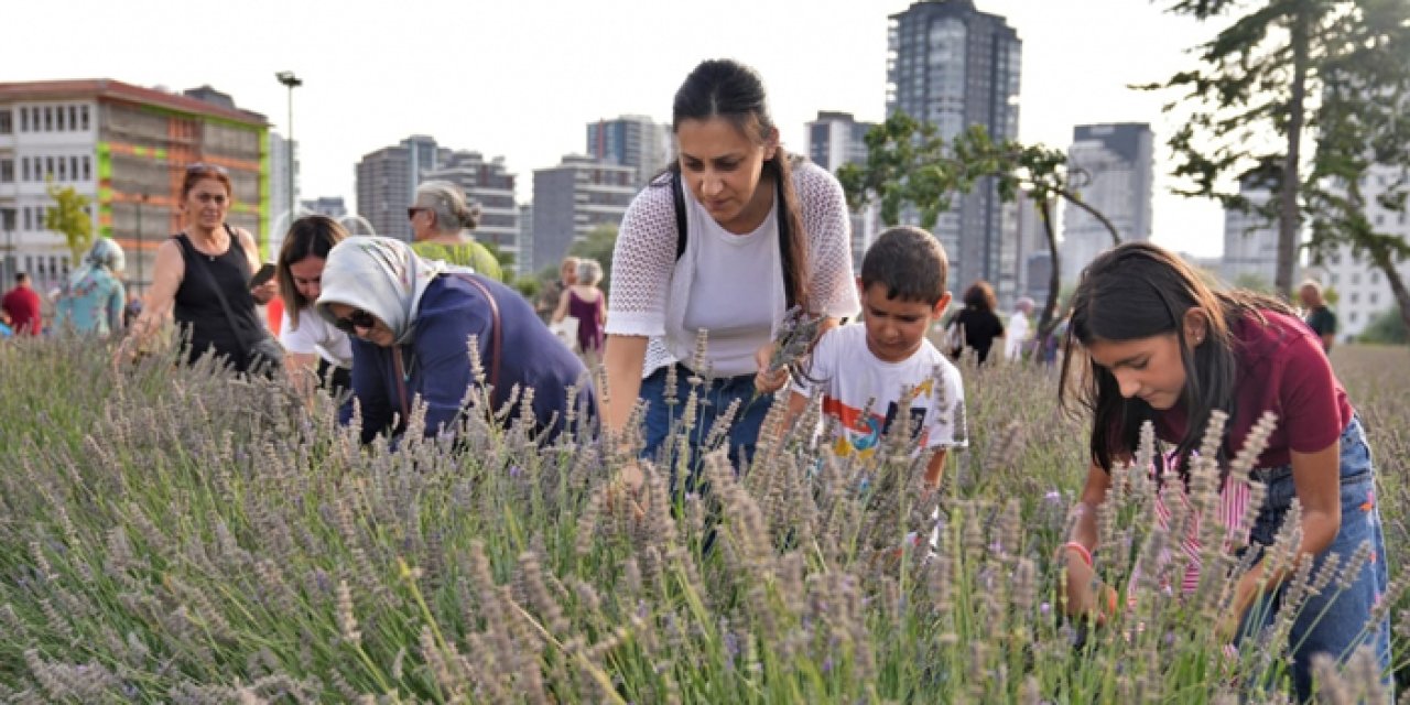 Keçiören’de bugün düzenlenecek Lavanta Festivali ileri bir tarihe ertelendi