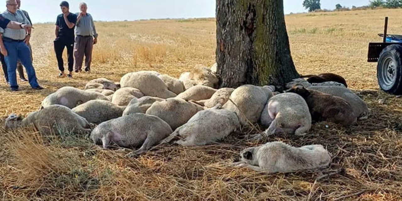 Edirne’de yıldırım düşen ağacın altındaki 30 koyun öldü
