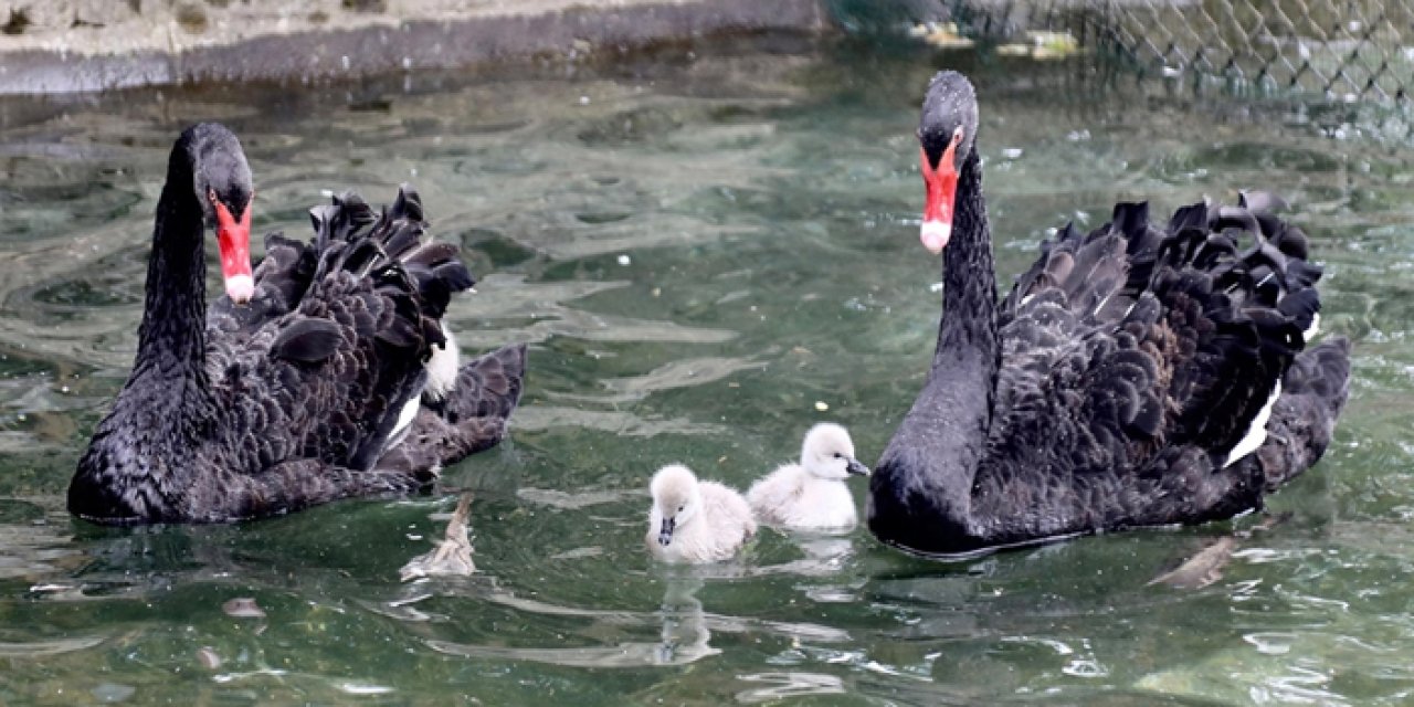 Kuğulu Park'ta dört siyah kuğu yavrusu ilgi odağı oldu