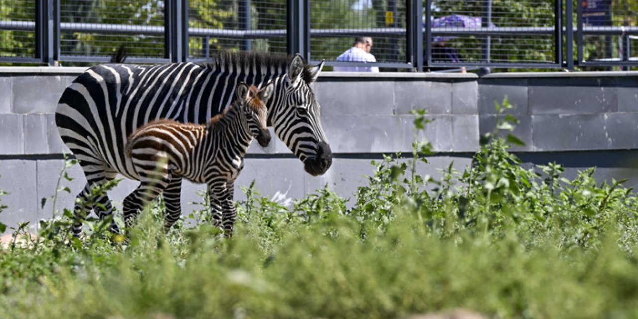 Başkentin yeni gözdesi: Doğal yaşam parkında zebra sevinci