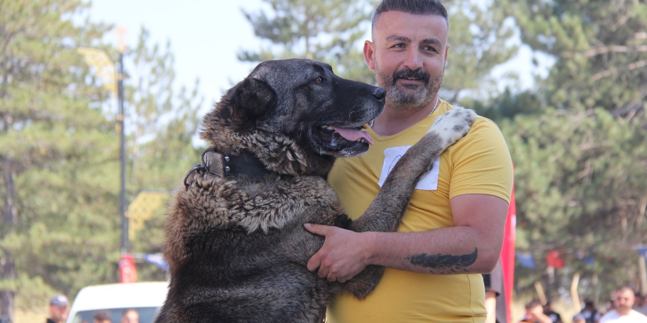 Sivas’ta Kangal köpekleri sahneye çıktı
