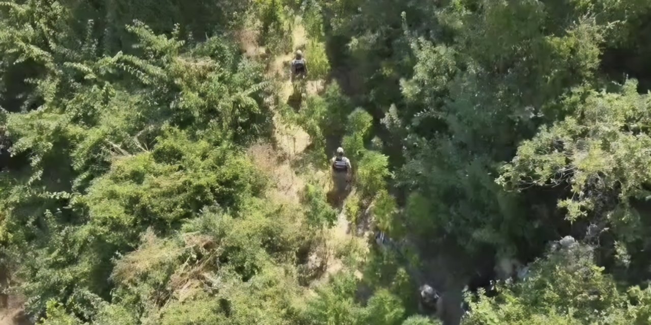 Hatay’da 915 kök kenevir ile 39,5 kilo esrar ele geçirildi