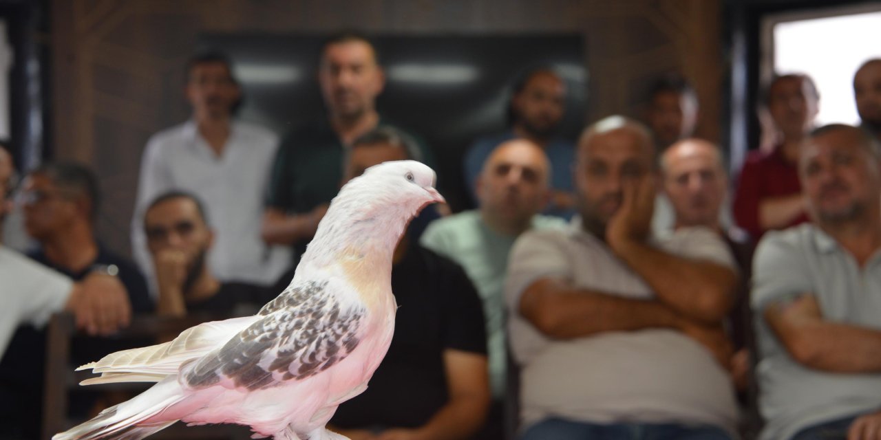 Sergilenen şebap güvercinlerinin fiyatı dudak uçuklattı