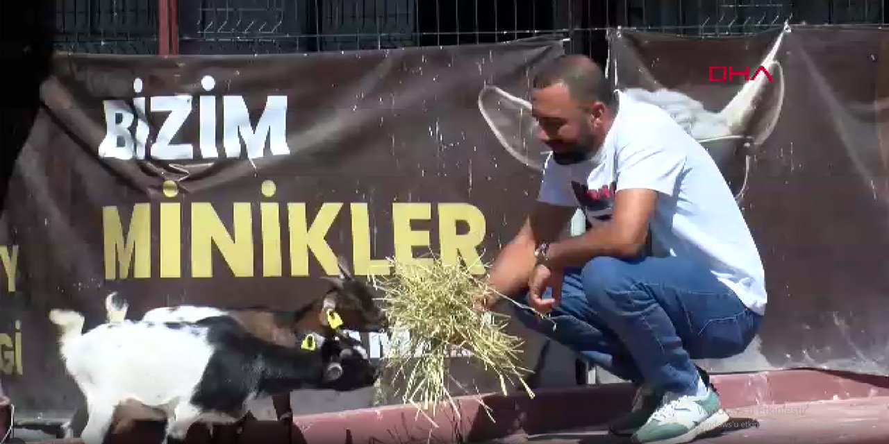 Ankara Ayaş’taki cüce keçilere ziyaretçi akını